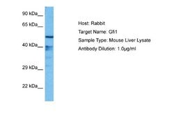 GFI-1 Rabbit anti-Human, Mouse, Polyclonal, Novus Biologicals 0.1 mL | Buy Online | Novus Biologicals | Fisher Scientific
